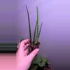 plant/Cylindrical Snake Plant-0-thumbnail