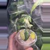 plant/Yucatan Pink Princess-2-thumbnail