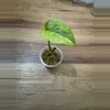 plant/Monstera Adansonii Aurea-0-thumbnail