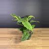 plant/Variegated Hoya 'Multiflora' (Shooting Star) 4” 1790-1-thumbnail