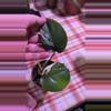 plant/Monstera Thai Constellation-0-thumbnail