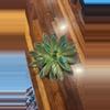 plant/Black Prince Succulent-0-thumbnail