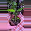 plant/Sierrana Monstera-1-thumbnail