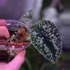 plant/Scinsapsus Tricolor 'Dark Form'-1-thumbnail