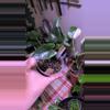 plant/Purple Cloak/ preceps alocasia-0-thumbnail