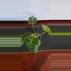 plant/Thai con-3-thumbnail