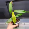 plant/🦄Hoya Soligamiana-A-0-thumbnail