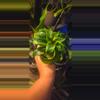 plant/Draceana Tornado-1-thumbnail