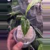 plant/Alocasia Polly Aurea-0-thumbnail