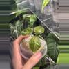plant/Alocasia Golden Bone Pink Spmash-2-thumbnail
