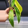 plant/🦄Hoya Soligamiana-A-4-thumbnail
