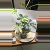 plant/Schefflera arboricola (variegated Umbrella Tree)-0-thumbnail