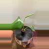 plant/Monstera Pup-0-thumbnail
