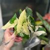 plant/Syngonium Albo-0-thumbnail