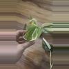 plant/Scindapsus Bundle-1-thumbnail