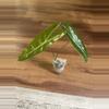 plant/Alocasia Longiloba Albo Revert-0-thumbnail