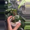 plant/Pink Plumbae Nigra-0-thumbnail