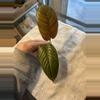 plant/Philodendron ernestii red form top cutting-0-thumbnail