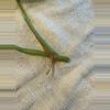 plant/Monstera albo top cutting-1-thumbnail