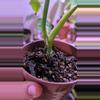 plant/Monstera Thai Constellation-2-thumbnail