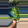 plant/Monstera Adansonii-0-thumbnail