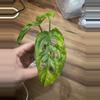 plant/Monstera Adansonii Aurea-1-thumbnail