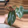 plant/Philodendron Orange Princess-2-thumbnail