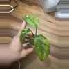 plant/Monstera Adansonii Aurea-0-thumbnail