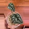 plant/Scindapsus NOID (Mayari?)-0-thumbnail