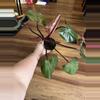 plant/Philodendron Orange Princess-0-thumbnail