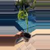 plant/Monstera Adansonii-1-thumbnail