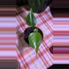 plant/Sierrana Monstera-0-thumbnail
