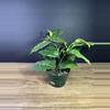 plant/Variegated Hoya 'Multiflora' (Shooting Star) 4” 1790-0-thumbnail