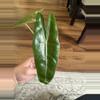 plant/Alocasia Longiloba Albo Revert-2-thumbnail