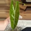 plant/Alocasia Longiloba Albo Revert-1-thumbnail