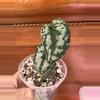plant/Scindapsus Mayari? Fully rooted butt cut.-2-thumbnail