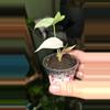 plant/Pink Polly Mint-1-thumbnail
