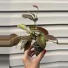 plant/Hoya sunrise-1-thumbnail