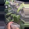 plant/Pink Plumbae Nigra-1-thumbnail