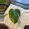 plant/Monstera albo top cutting-0-thumbnail