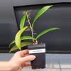 plant/🦄Hoya Soligamiana-A-7-thumbnail
