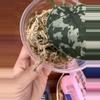 plant/Scindapsus NOID (Mayari?)-1-thumbnail