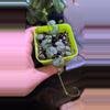 plant/String of hearts-0-thumbnail
