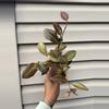 plant/Hoya sunrise-0-thumbnail