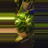 plant/Draceana Tornado-0-thumbnail