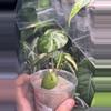 plant/Yucatan Pink Princess-3-thumbnail