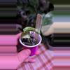 plant/Monstera Thai Constellation-1-thumbnail