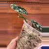plant/Scindapsus NOID (Mayari?)-2-thumbnail