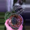plant/Scinsapsus Tricolor 'Dark Form'-0-thumbnail