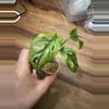 plant/Monstera Adansonii Aurea-3-thumbnail